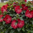 Picture of Summerific® Valentine's Crush Hardy Hibiscus Plant