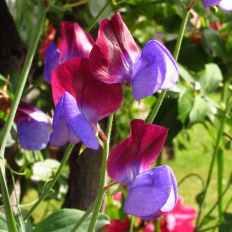 Picture of Matucana Sweet Pea Flowers