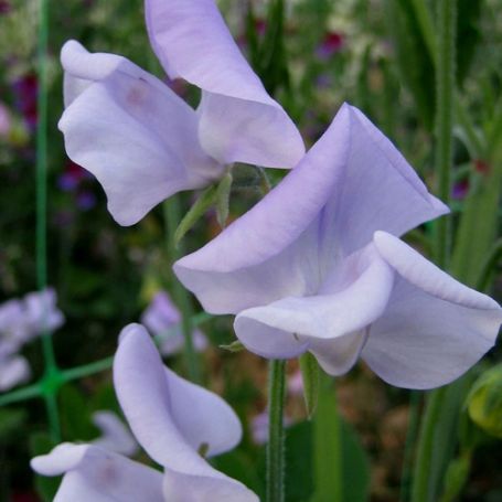 Picture of Lady Grisel Hamilton Sweet Pea Flowers