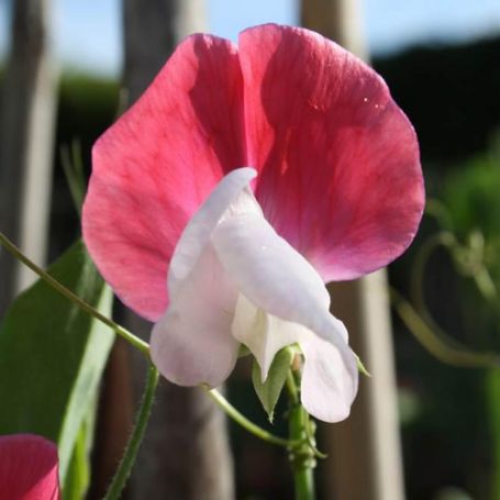Picture of Painted Lady Sweet Pea Flowers