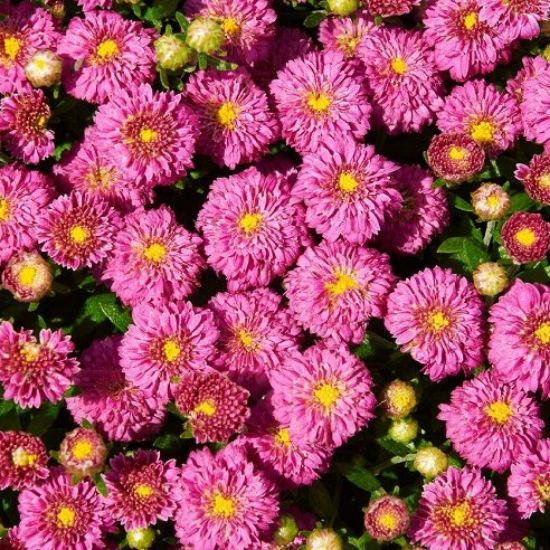 Picture of Dainty Pink Igloo Mum Plant