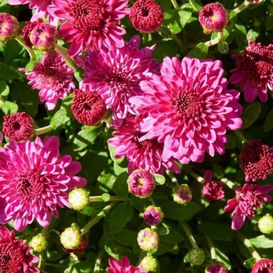 Picture of Ice Pink Igloo Mum Plant