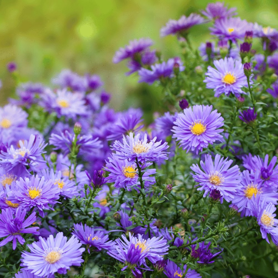 Picture of New England Aster Plant