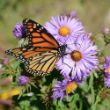 Picture of New England Aster Plant