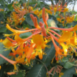 Picture of Mandarin Lonicera Plant
