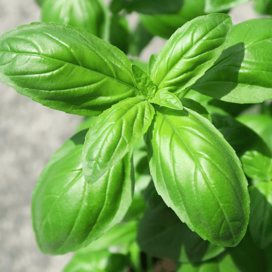 Picture of Sweet Basil Herb Plant