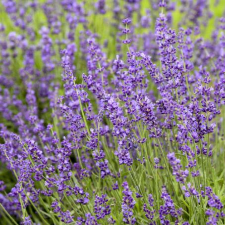 Picture of Imperial Gem English Lavender Herb Plant