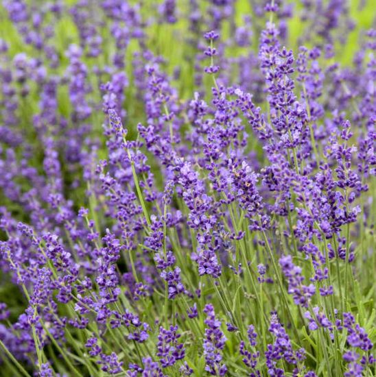 Picture of Imperial Gem English Lavender Herb Plant
