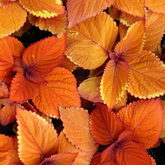 Picture of Rustic Orange Coleus Plant