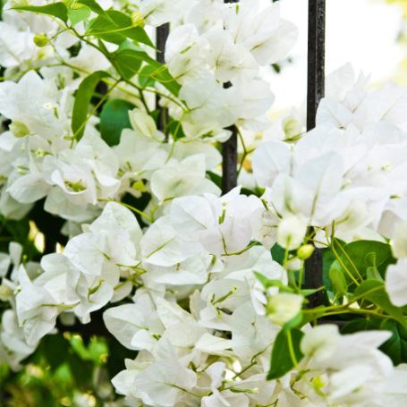 Picture of Key West White Bougainvillea Plant