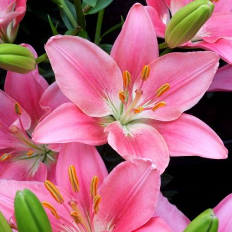 Picture of Foxtrot Lily Plant