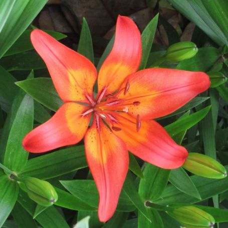 Picture of Matrix Lily Plant