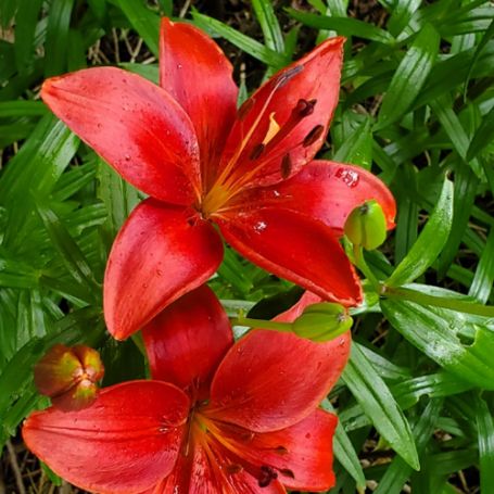 Picture of Red County Lily Plant
