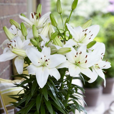 Picture of Sparkling Joy Lily Plant