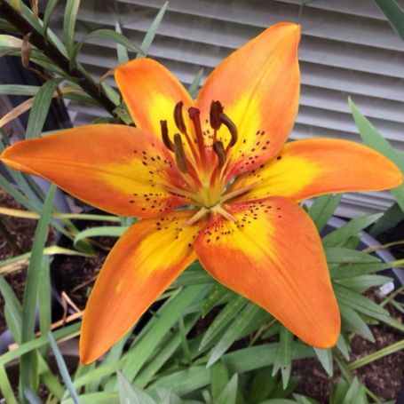 Picture of Bright Joy Lily Plant