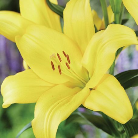 Picture of Yellow Power Lily Plant