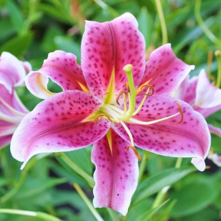 Picture of Pink Tiger Lily Plant