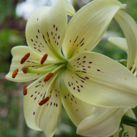 Picture of White Tiger Lily Plant