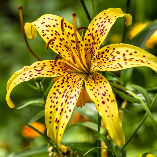 Picture of Yellow Tiger Lily Plant