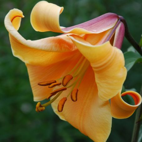 Picture of African Queen Lily Plant