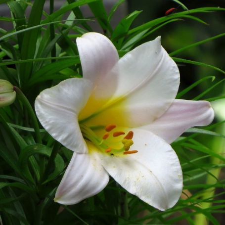 Picture of Regale Lily Plant