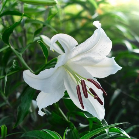 Picture of Casa Blanca Lily Plant