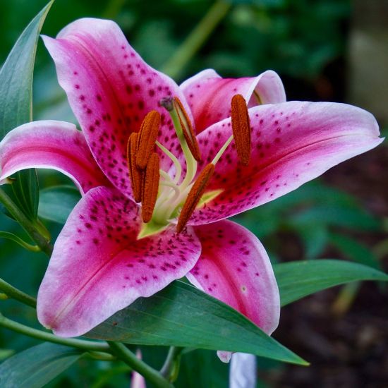 Picture of Stargazer Lily Plant