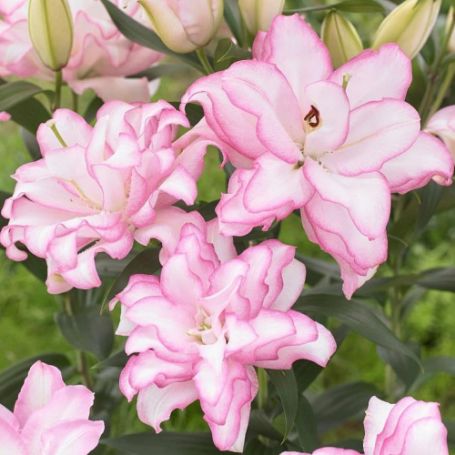 Picture of Roselily Anouska Lily Plant