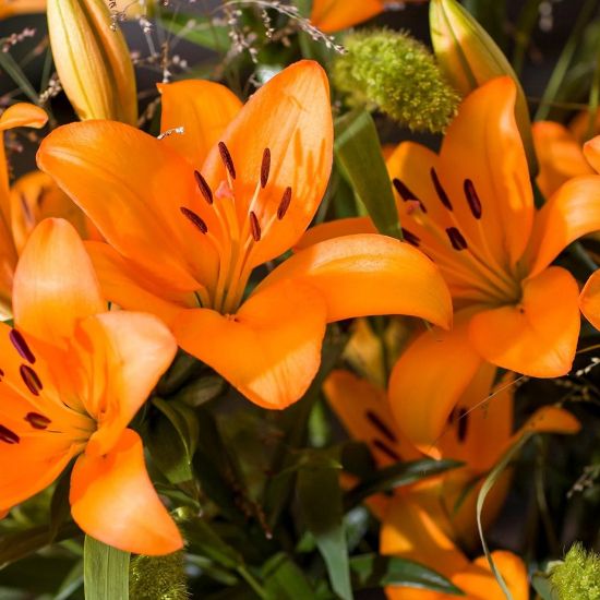 Picture of Ceasars Palace Lily Plant