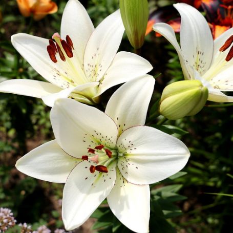 Picture of Eyeliner Lily Plant