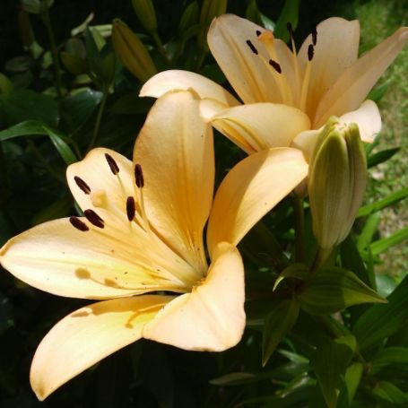 Picture of Menorca Lily Plant