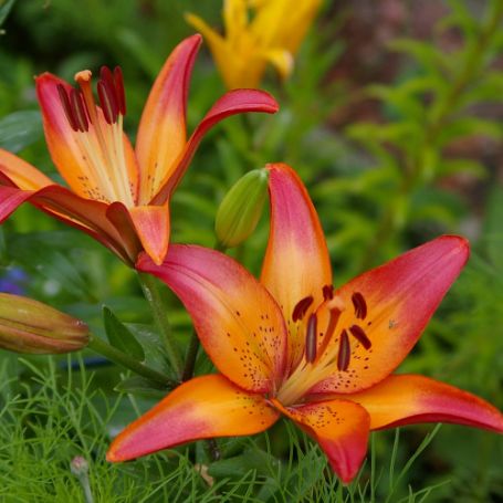 Picture of Royal Sunset Lily Plant