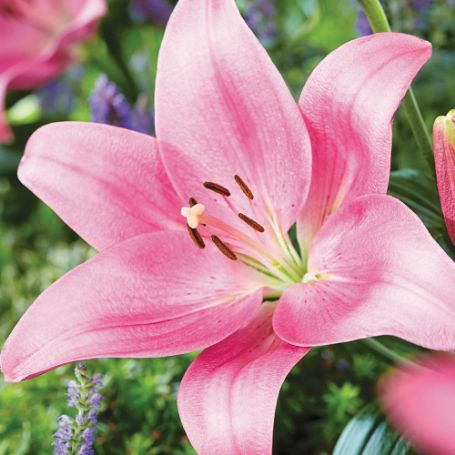 Picture of Stratosphere Lily Plant