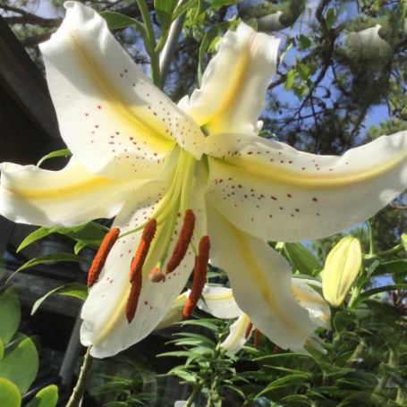 Picture of Garden Party Lily Plant