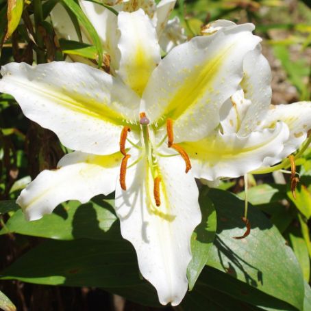 Picture of Golden Romance Lily Plant
