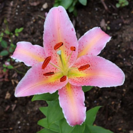 Picture of Spring Romance Lily Plant