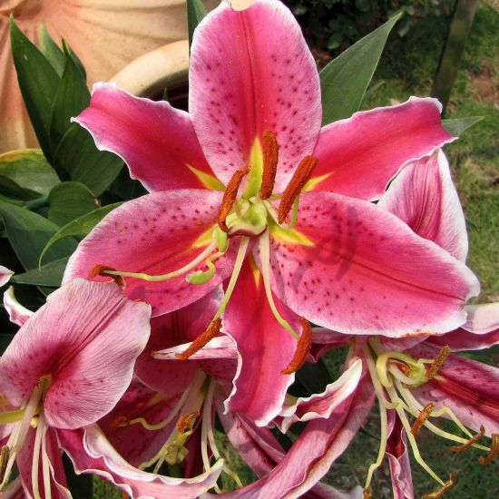 Picture of Starlight Express Lily Plant