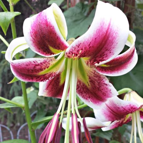 Picture of Leslie Woodruff Lily Plant