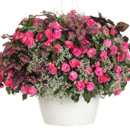 Picture of Proven Winners® Gloria Rose Flower Combination