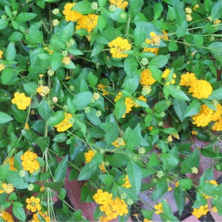Picture of New Gold Lantana Plant