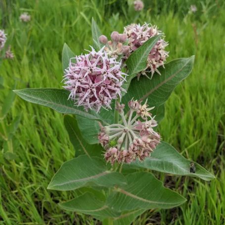 Picture of Speciosa Asclepias Plant