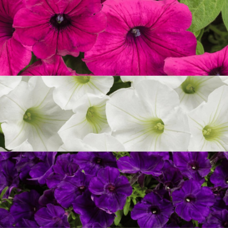 Picture of Proven Winners® Inspirational Color Flower Combination