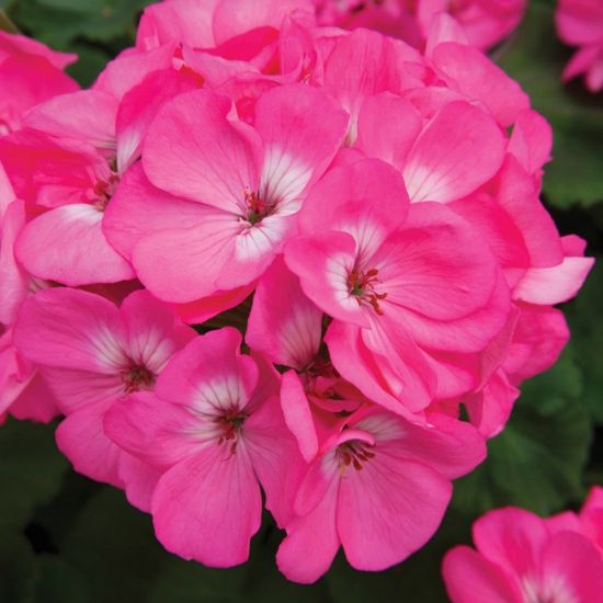 Picture of Rocky Mountain™ Pink Geranium Plant