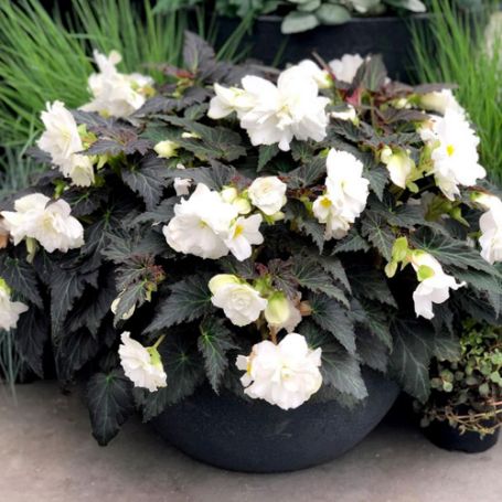 Picture of Nonstop® Joy Mocca White Begonia Plant