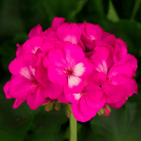 Picture of Tango™ Hot Pink Geranium Plant