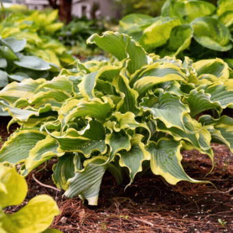 Picture of Shadowland® Voices in the Wind Hosta Plant