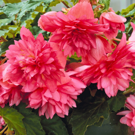 Picture of Funky® Pink Begonia Plant