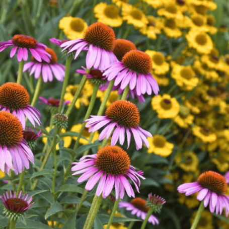 Picture of Ruby Star Echinacea Plant