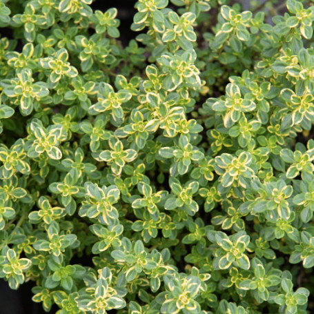 Picture of Golden Lemon Thyme Herb Plant
