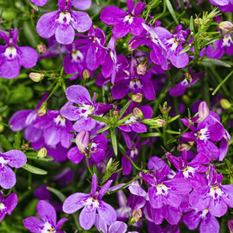 Picture of Laguna® Ultraviolet™ Lobelia Plant